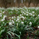 Bledule letní - Leucojum aestivum - cibule bledulí - 2 ks