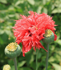 Mák setý Rose Feathers - Papaver somniferum - osivo máku - 200 ks