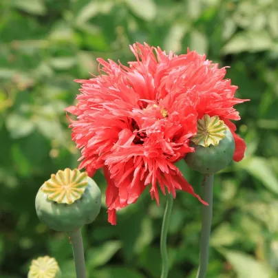 Mák setý Rose Feathers - Papaver somniferum - osivo máku - 200 ks