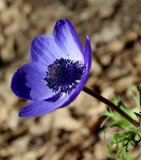 Sasanka Mr. Fokker - Anemone coronaria - hlízy sasanek - 3 ks