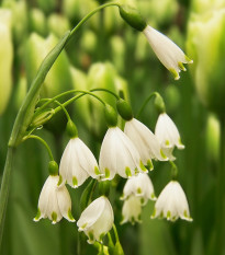 Bledule letní Giant - Leucojum aestivum - cibule bledulí - 2 ks