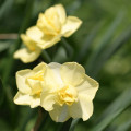 Narcis Cheerfulness - Narcissus - cibule narcisů  - 3 ks