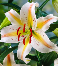 Lilie Garden Party - Lilium - cibule lilií - 1 ks