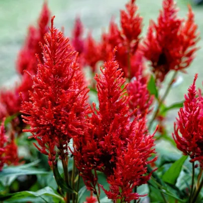 Nevadlec ohnivý - Celosia plumosa - osivo celosie - 50 ks