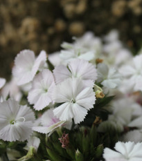 Hvozdík bradatý Sweet William - Dianthus barbatus - osivo hvozdíku - 150 ks