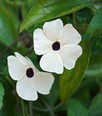 Smatovka křídlatá bílá - Thunbergia alata - osivo smatovky - 15 ks