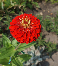 Ostálka jiřinkokvětá červená - Zinnia elegans - osivo ostálky - 50 ks