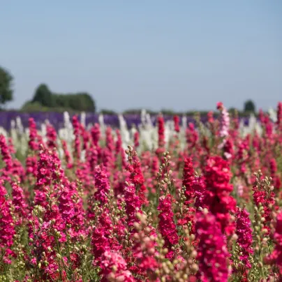 Stračka Carmine King - Delphinium imperialis - osivo stračky - 100 ks