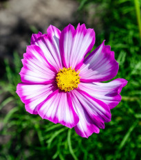 Krásenka zpeřená Fizzy Rose - Cosmos bipinnatus - osivo krásenky - 80 ks