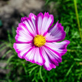 Krásenka zpeřená Fizzy Rose - Cosmos bipinnatus - osivo krásenky - 80 ks