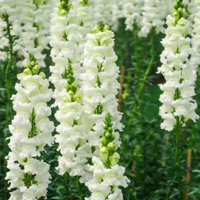 Hledík větší bílý - Antirrhinum majus - osivo hledíku - 35 ks