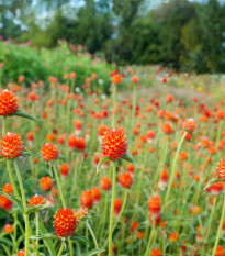 Pestrovka oranžová - Gomphrena haageana - osivo pestrovky - 20 ks