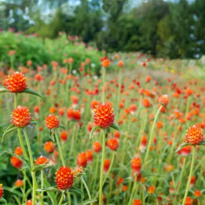 Pestrovka oranžová - Gomphrena haageana - osivo pestrovky - 20 ks