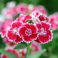 Hvozdík Super Parfait F1 - Dianthus Super Parf. Raspberry - osivo hvozdíku - 16 ks