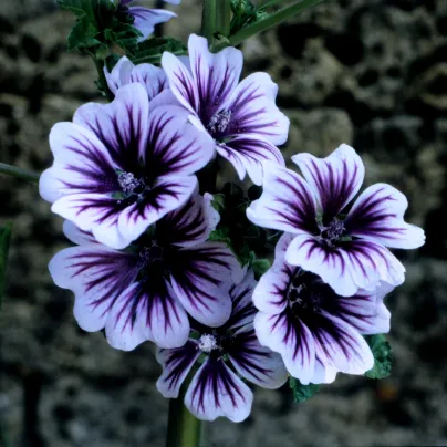 Sléz lesní Zebrina - Malva sylvestris - osivo slézu - 50 ks