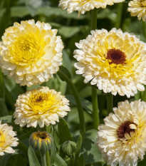 Měsíček lékařský Ivory Princess - Calendula officinalis - osivo měsíčku - 40 ks