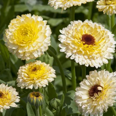 Měsíček lékařský Ivory Princess - Calendula officinalis - osivo měsíčku - 40 ks