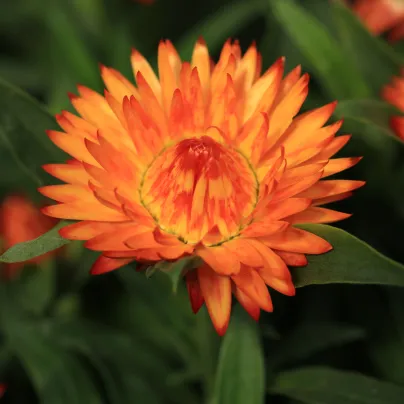 Smil listenatý oranžový - Helichrysum bracteatum - osivo smilu - 400 ks