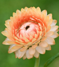 Smil listenatý Silvery Rose - Helichrysum bracteatum - osivo smilu - 500 ks