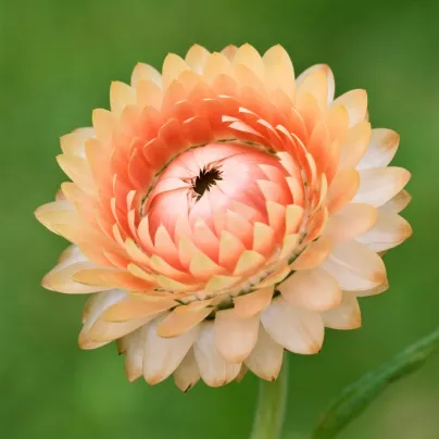 Smil listenatý Silvery Rose - Helichrysum bracteatum - osivo smilu - 500 ks