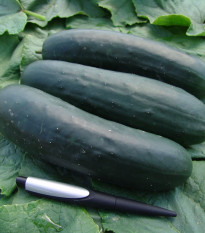 Okurka salátová Jogger F1 - Cucumis sativus - osivo okurky - 12 ks