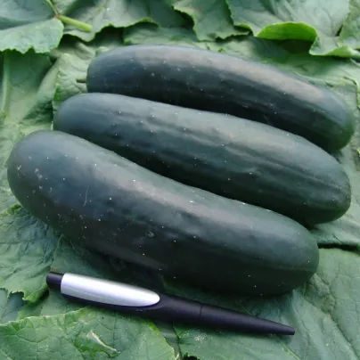 Okurka salátová Jogger F1 - Cucumis sativus - osivo okurky - 12 ks