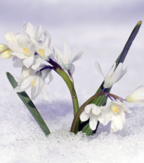 Ladoňka sibiřská bílá - Scilla siberica alba - cibule ladoňek - 3 ks