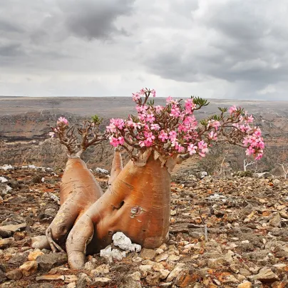 Pouštní růže - Adenium obesum - osivo kaktusů - 5 ks