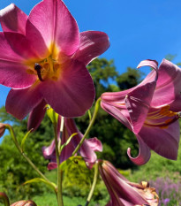 Lilie Pink Perfection - Lilium - cibule lilií - 1 ks