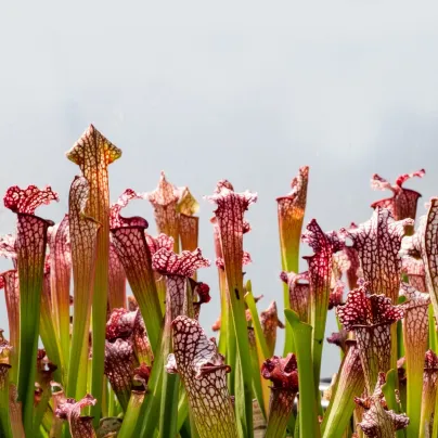 Špirlice náhorní - Sarracenia oreophila var. ornata - osivo špirlice - 12 ks