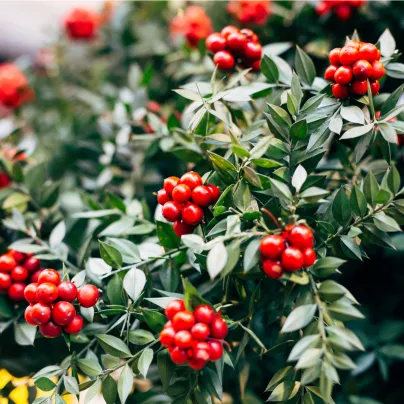 Cesmína paraguayská - Mathé - Ilex paraguariensis - osivo cesmíny - 6 ks