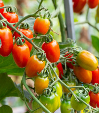 Rajče Eduardo F1 - Solanum lycopersicum - osivo rajčat - 6 ks