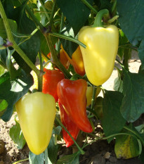 Paprika Zlata - Capsicum annuum - osivo papriky - 30 ks