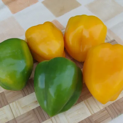 Paprika Afrodita - Capsicum annuum - osivo papriky - 20 ks