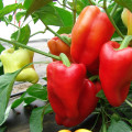 Paprika Andrea - Capsicum annuum - osivo papriky - 20 ks