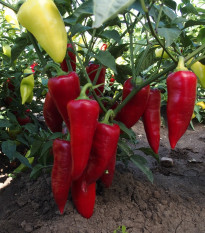 Paprika roční Sakura - Capsicum annuum - osivo papriky - 30 ks