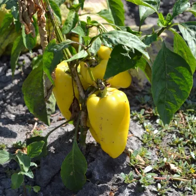 Paprika Amy - Capsicum annuum - osivo papriky - 50 ks