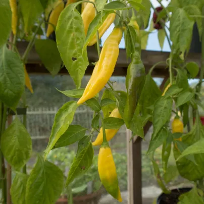 BIO Chilli Lemon Drop - Capsicum baccatum - bio osivo chilli - 7 ks