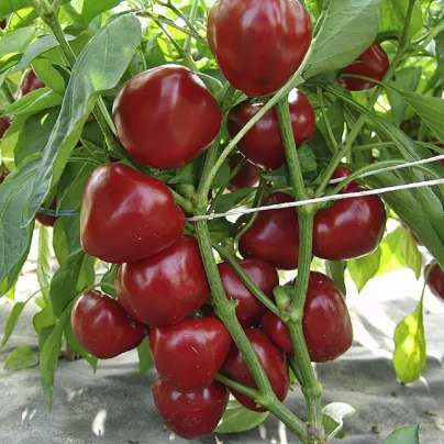 Paprika rajčatová Dumas - Capsicum annuum - osivo papriky - 15 ks