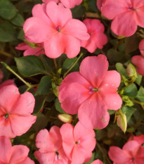 Netýkavka Campos F1 salmon - Impatiens walleriana - osivo netýkavky - 20 ks