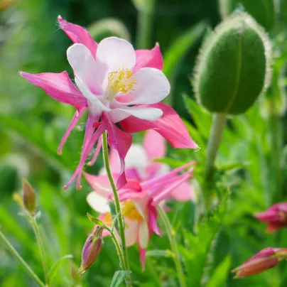 Orlíček velkokvětý Coral - Aquilegia caerulea - osivo orlíčku - 100 ks