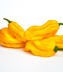 Chilli Fatalii žluté - Capsicum chinense - osivo chilli - 6 ks