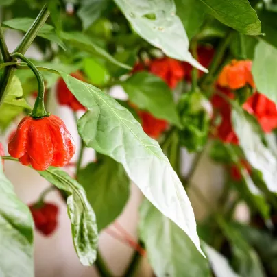 Chilli Mushroom červené - Capsicum chinense - osivo chilli - 6 ks