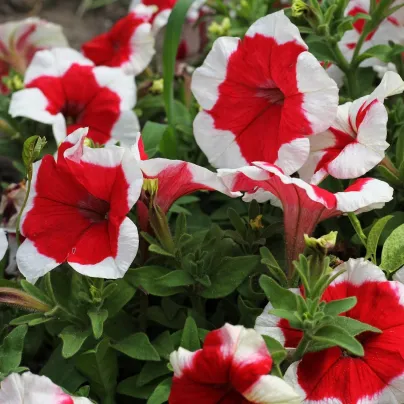 Petúnie Musica Red Frost F1 - Petunia x grandiflora - osivo petúnie - 30 ks