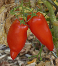 BIO Rajče Andenhorn - Solanum lycopersicum - bio osivo rajčat - 8 ks