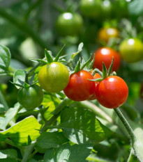 Rajče divoké Rote Murmel - Solanum pimpinellifolium - osivo rajčat - 10 ks