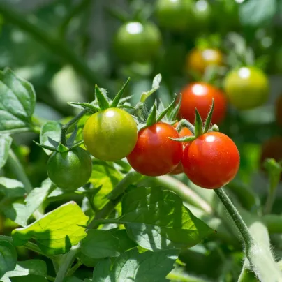 Rajče divoké Rote Murmel - Solanum pimpinellifolium - osivo rajčat - 10 ks