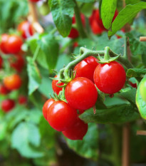 Rajče Spencer - Solanum lycopersicum - osivo rajčat - 20 ks