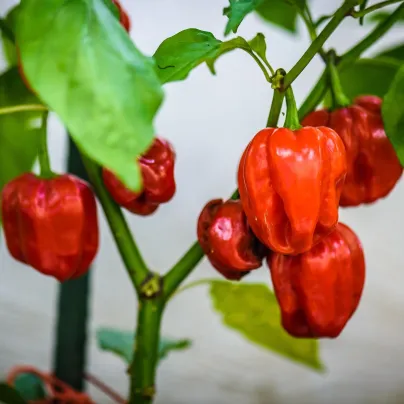 BIO Chilli Habanero červené - Capsicum chinense - bio osivo chilli - 6 ks