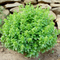 Bazalka pravá Compact - Ocimum basilicum - osivo bazalky - 400 ks